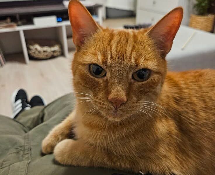 Zaginął rudy kocurek Jurek