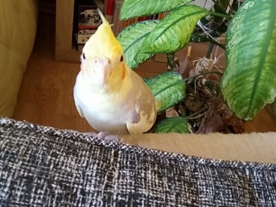 ZAGINĘŁA PAPUŻKA NIMFA