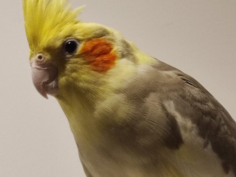 ZAGINĘŁA PAPUŻKA NIMFA