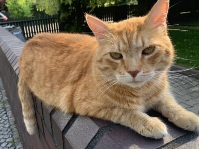 Zaginął Rudy Kot Pompon