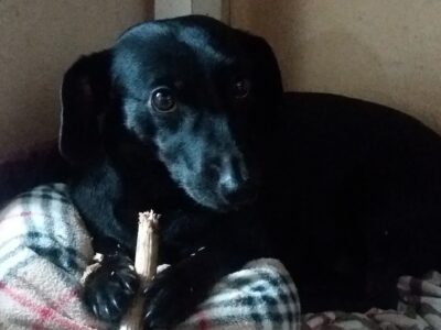 Zaginęła Sunia Aza