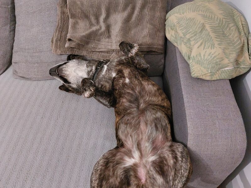 Poszukiwana sunia Tami