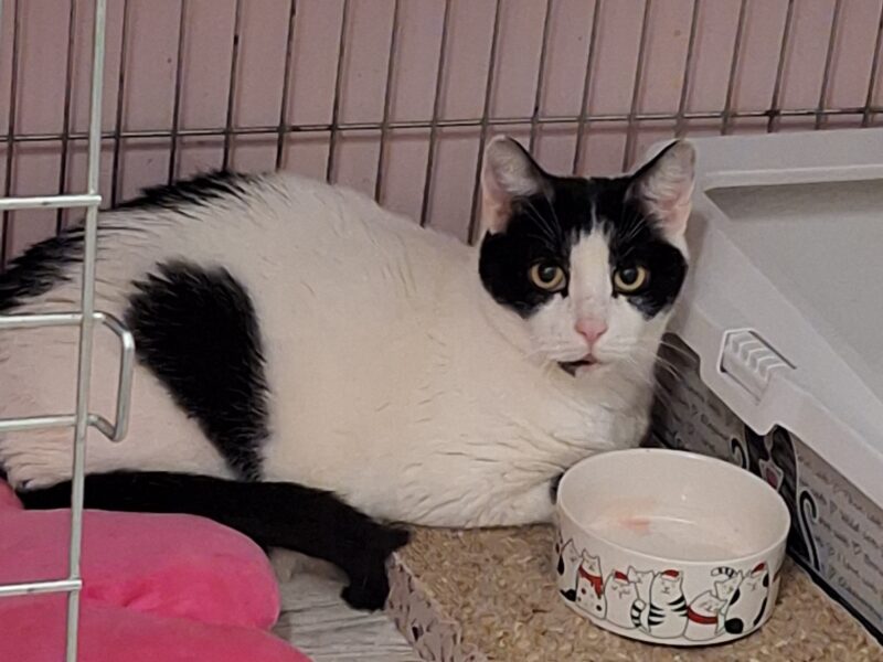 Zaginął kotek Lego - NAGRODA