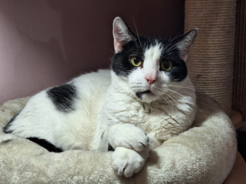 Zaginął kotek Lego - NAGRODA