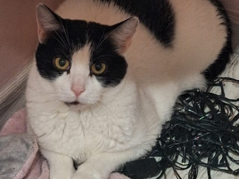 Zaginął kotek Lego - NAGRODA