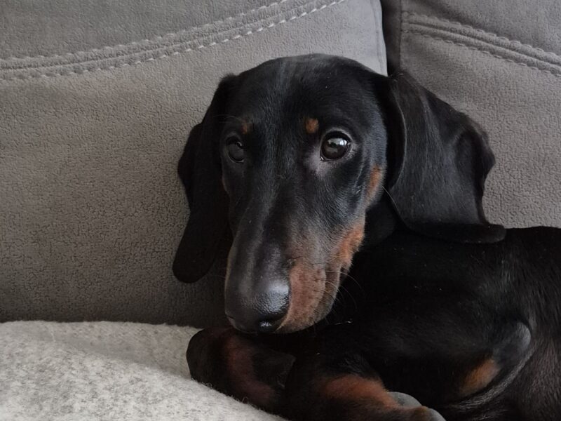 Zaginął Jamnik Sodżu