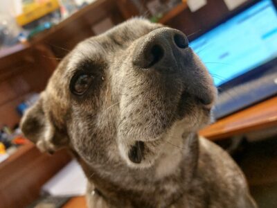 Poszukiwana sunia Tami