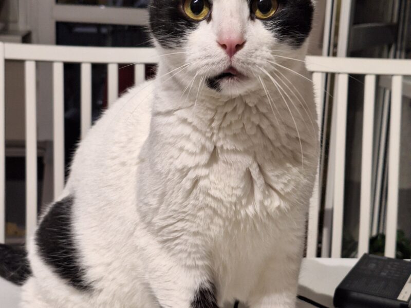 Zaginął kotek Lego - NAGRODA