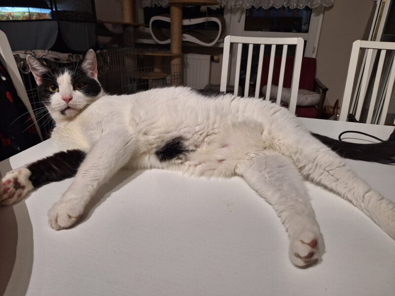 Zaginął kotek Lego - NAGRODA