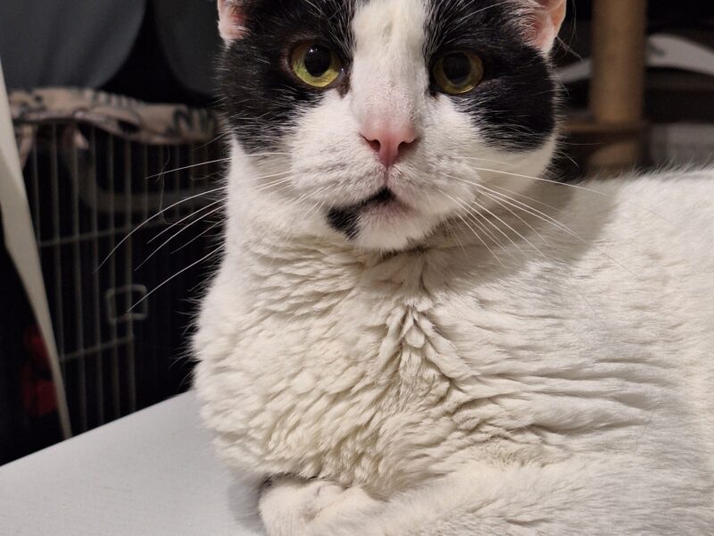 Zaginął kotek Lego - NAGRODA