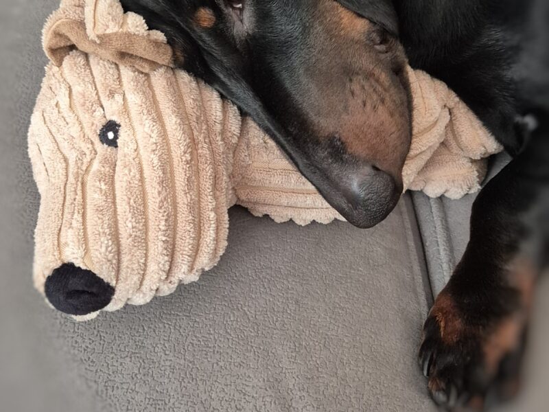 Zaginął Jamnik Sodżu