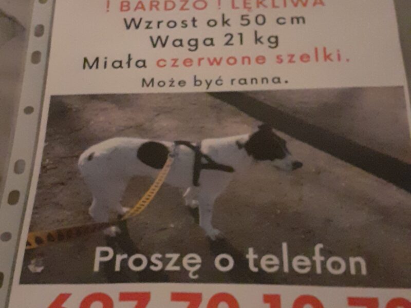 Zaginęła sunia Dara