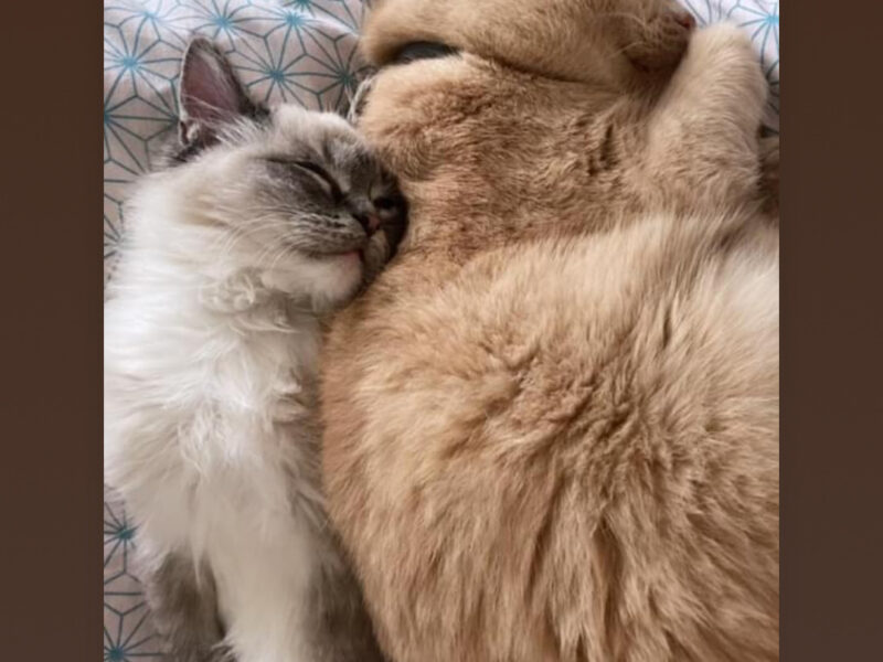 ODNALEZIONY <3 Środa Śląska dolnośląskie