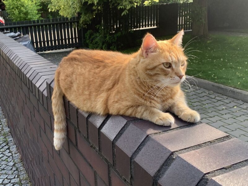 Zaginął Rudy Kot Pompon