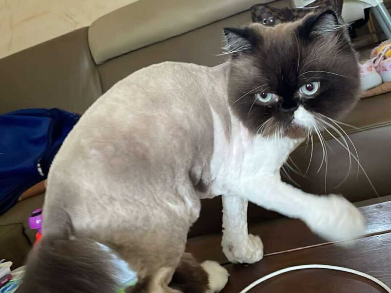 ZAGINĄŁ KOTEK GERUŚ