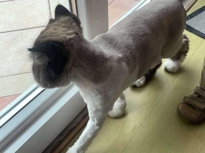 ZAGINĄŁ KOTEK GERUŚ