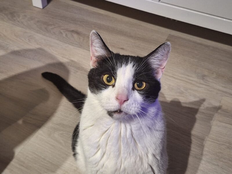 Zaginął kotek Lego - NAGRODA