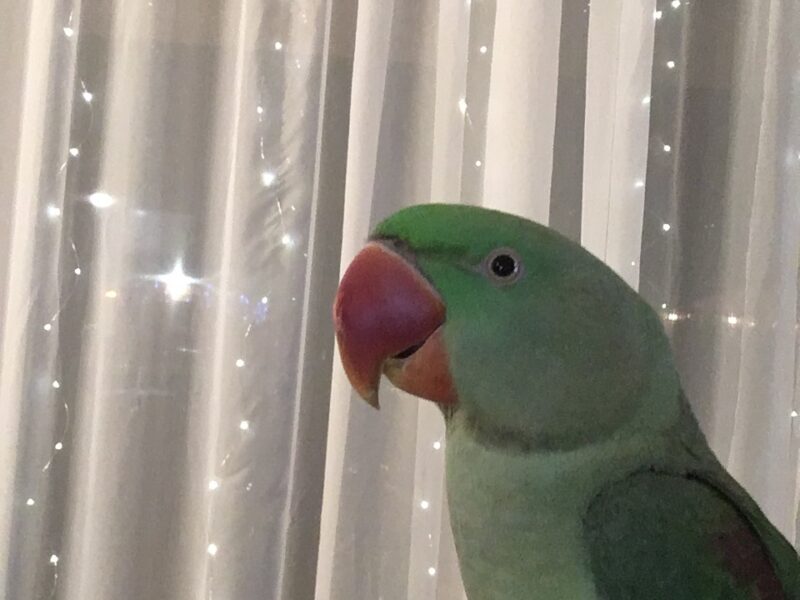 Zaginęła papuga Aleksandretta Wielka