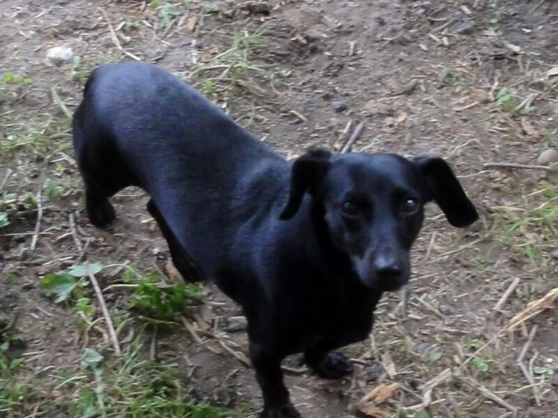 Zaginęła Sunia Aza