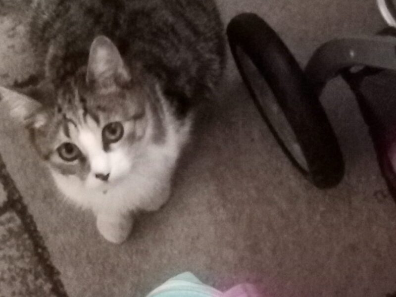 Zaginęła kotka Dejzi