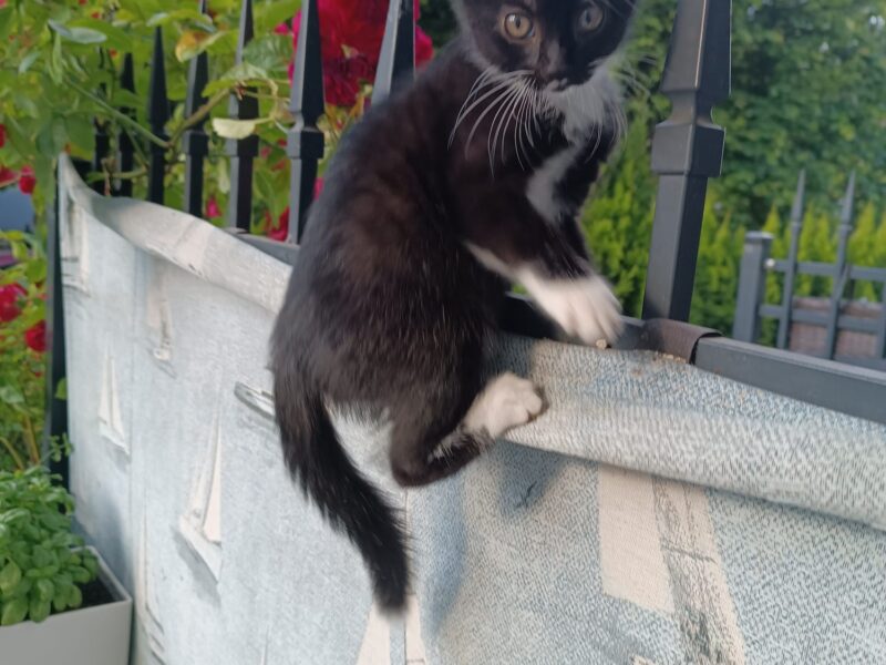 Zgubiła się mała kotka Mia