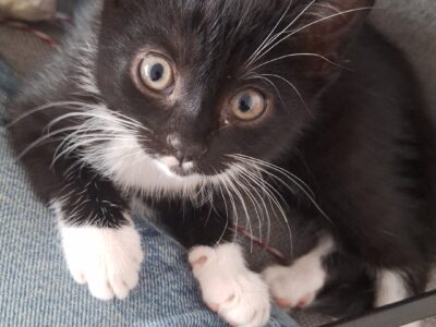 Zgubiła się mała kotka Mia