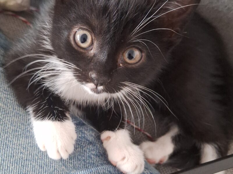 Zgubiła się mała kotka Mia