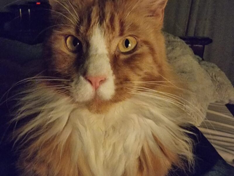 Zaginął Maine Coon w Żorach