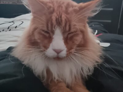 Zaginął Maine Coon w Żorach