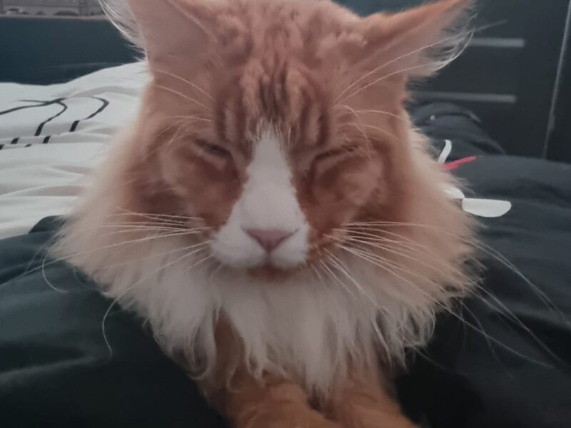 Zaginął Maine Coon w Żorach