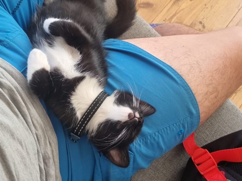 Zgubiła się mała kotka Mia