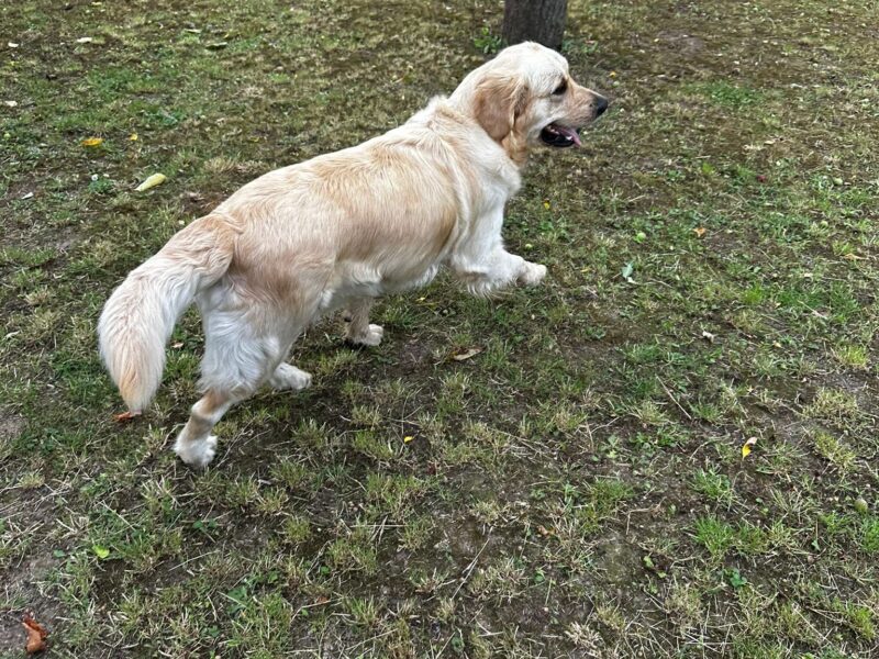 Zaginęła suczka Golden Retriever