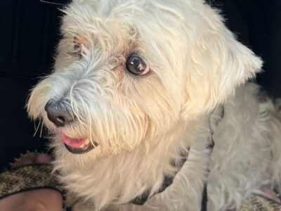 Zaginął maltańczyk Erniś