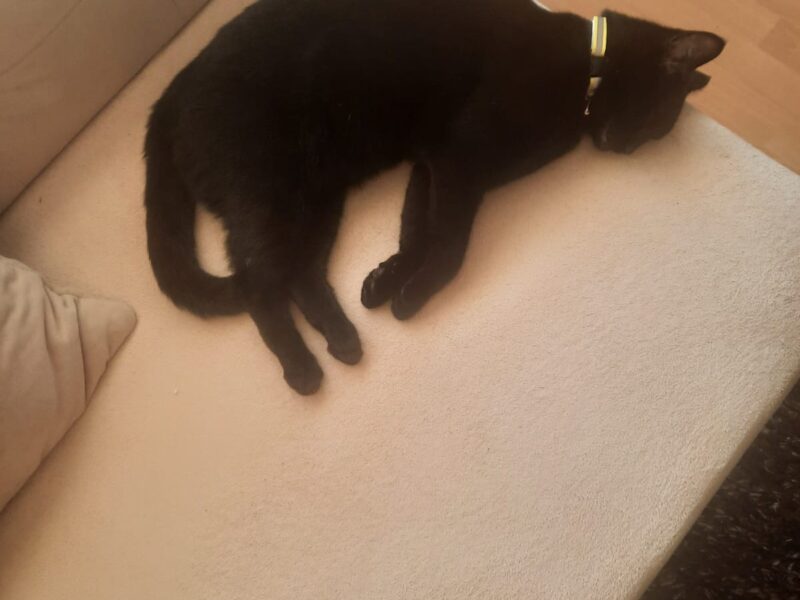 Zaginęła kotka Rubi