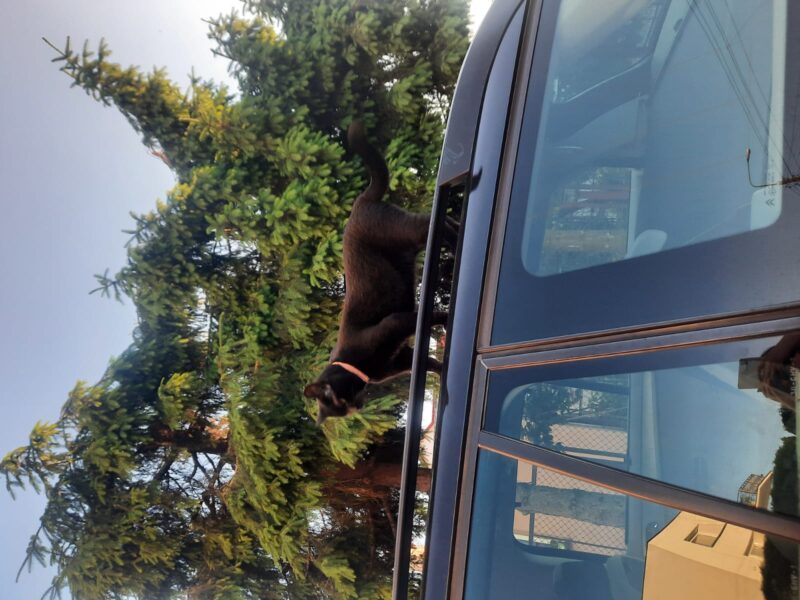 Zaginęła kotka Rubi