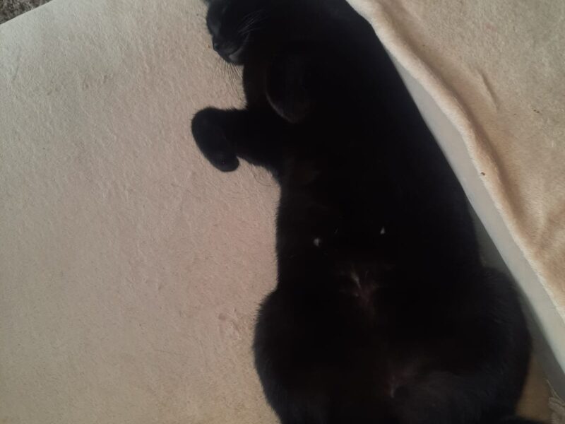 Zaginęła kotka Rubi