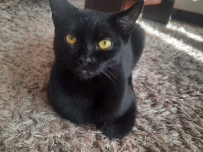 Zaginęła kotka Rubi