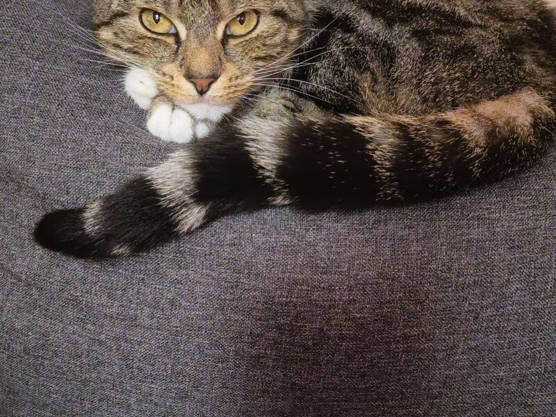 Zaginęła kotka Emi