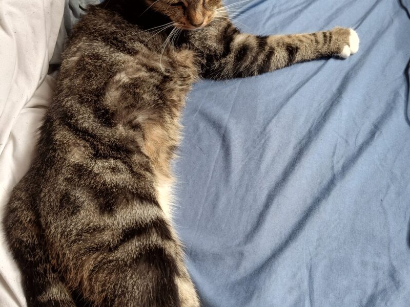 Zaginęła kotka Emi