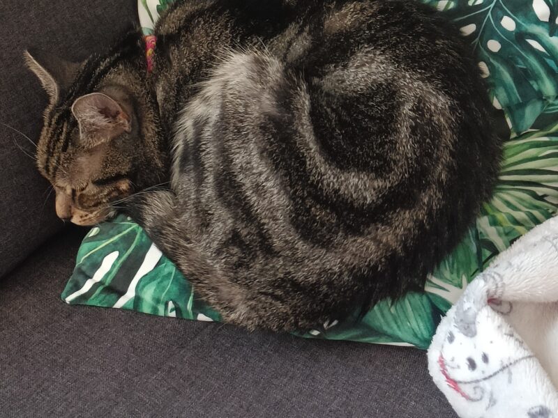 Zaginęła kotka Emi