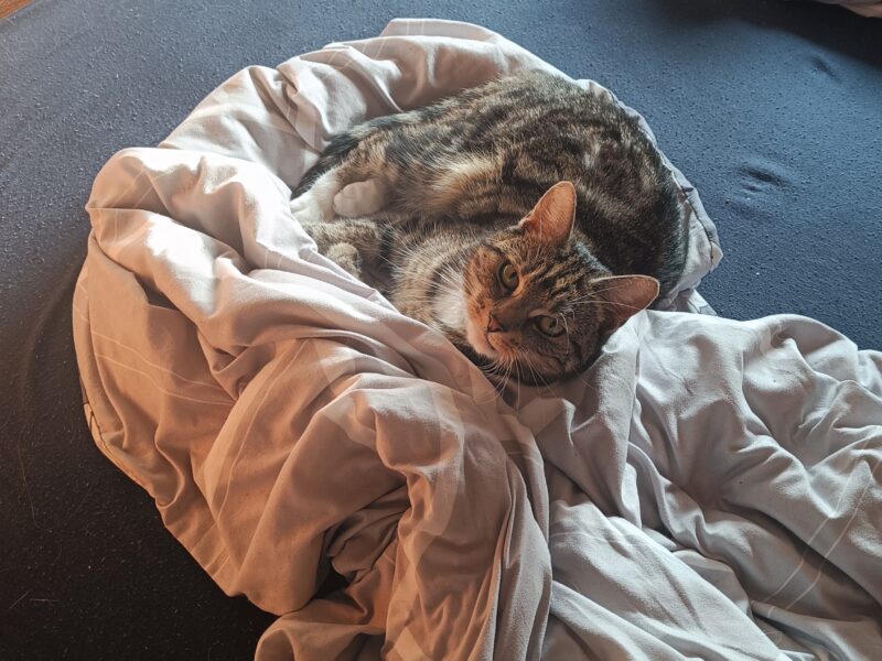 Zaginęła kotka Emi