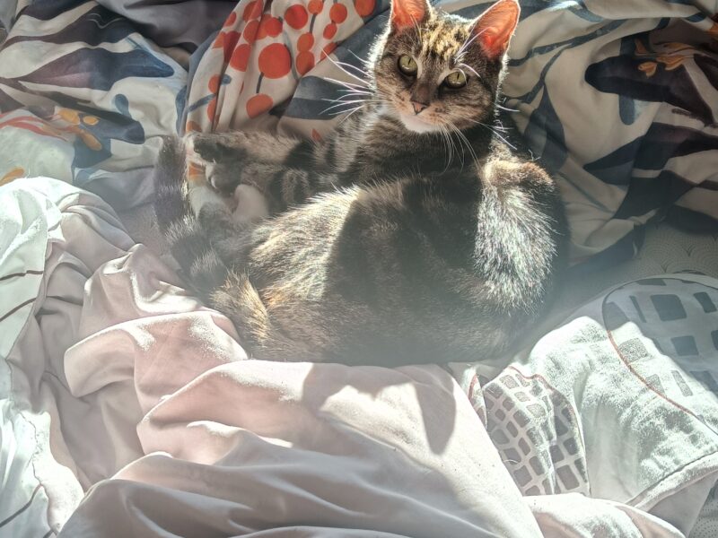 Zaginęła kotka Emi