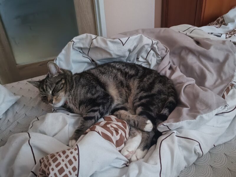 Zaginęła kotka Emi