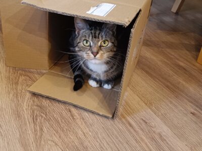 Zaginęła kotka Emi