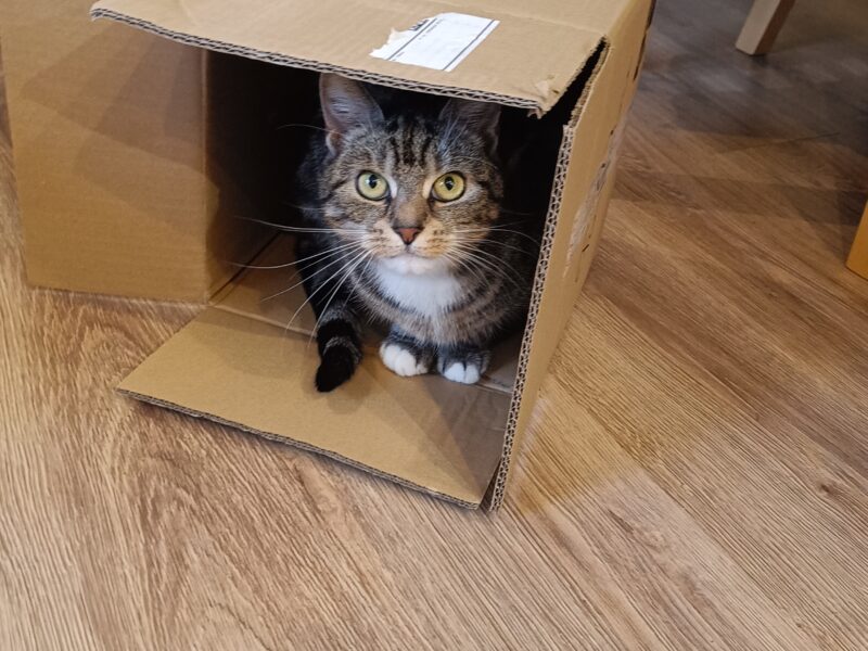 Zaginęła kotka Emi