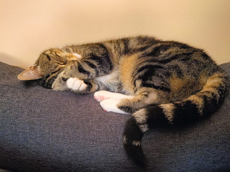 Zaginęła kotka Emi