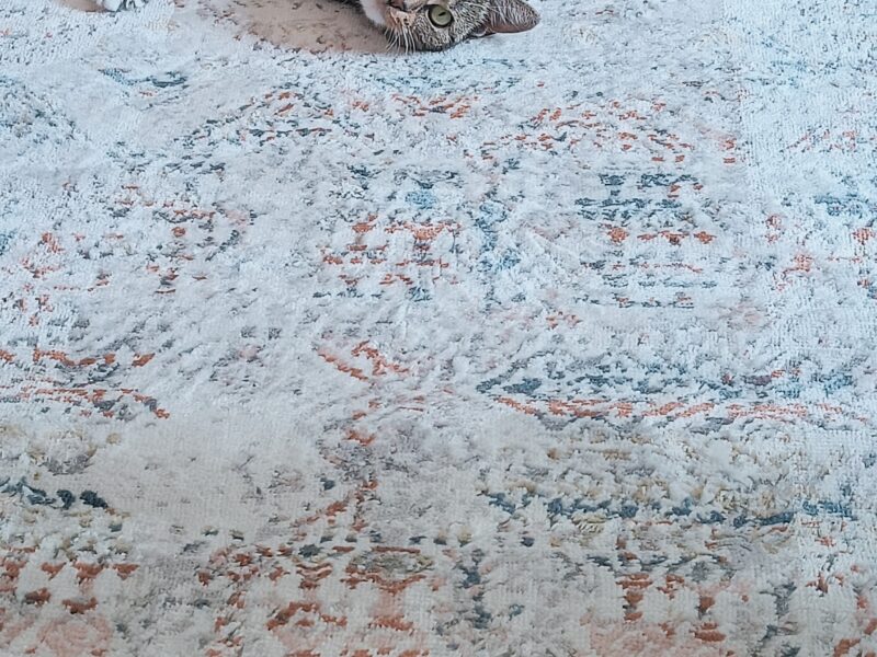 Zaginęła kotka Emi