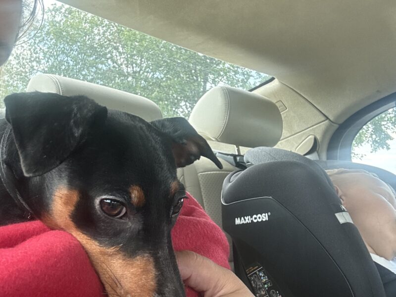 Zaginęła sunia 6 miesięcy