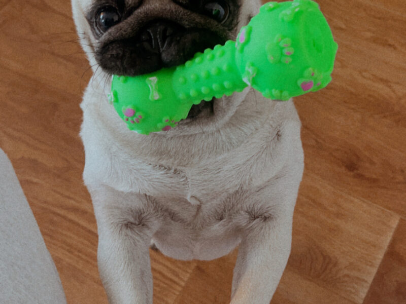 Zaginęła suczka MOPS