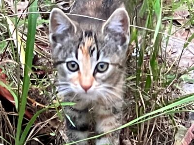 Zaginęła koteczka Niusia